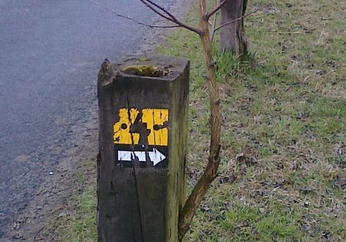 Birke Pfahl